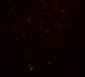 CLEC7A Antibody
